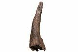 Fossil Triceratops Brow Horn - Montana #206508-1